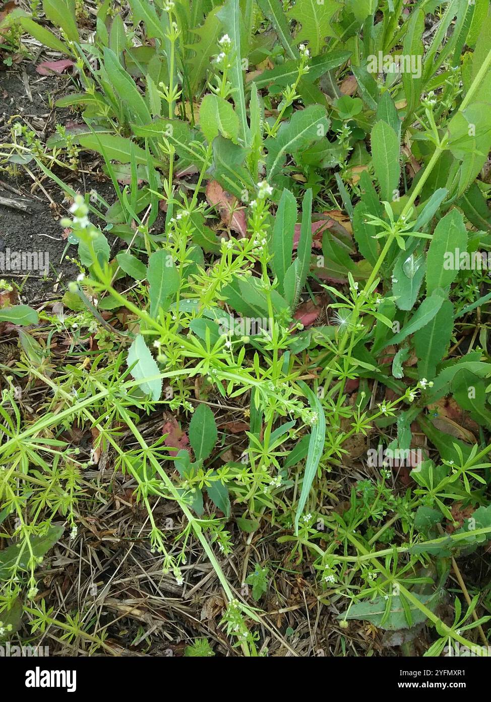catchweed bedstraw (Galium aparine Stock Photo - Alamy