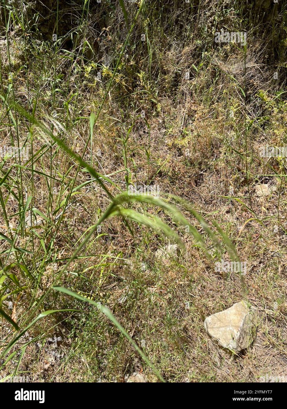 Smilo Smilo Grass (Oloptum miliaceum Stock Photo - Alamy