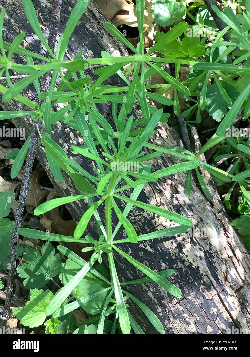 catchweed bedstraw (Galium aparine Stock Photo - Alamy