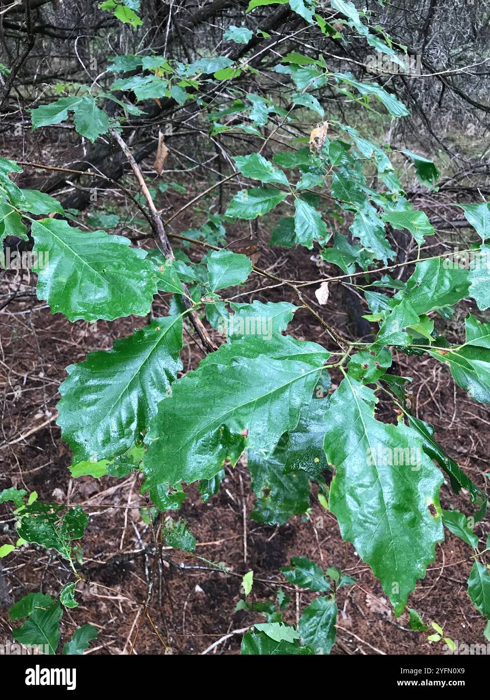 chinkapin oak (Quercus muehlenbergii Stock Photo - Alamy