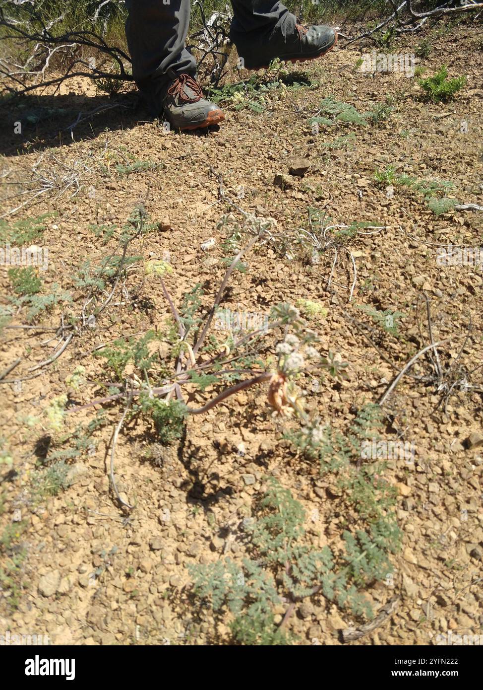 rust fungi (Pucciniales Stock Photo - Alamy