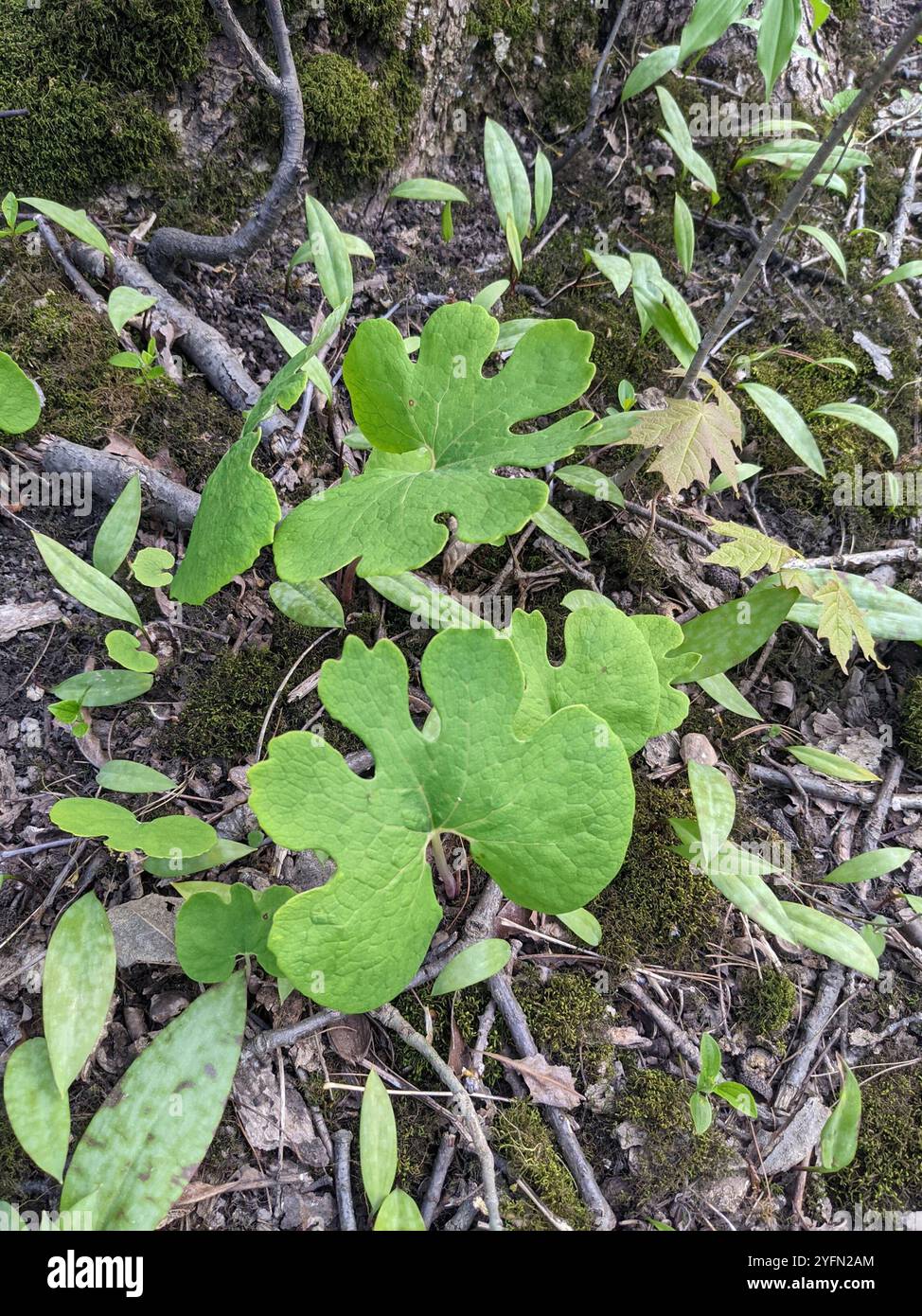 bloodroot (Sanguinaria canadensis Stock Photo - Alamy