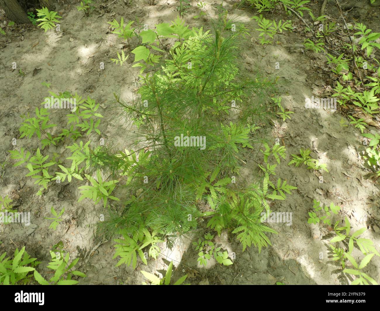 eastern white pine pinus strobus