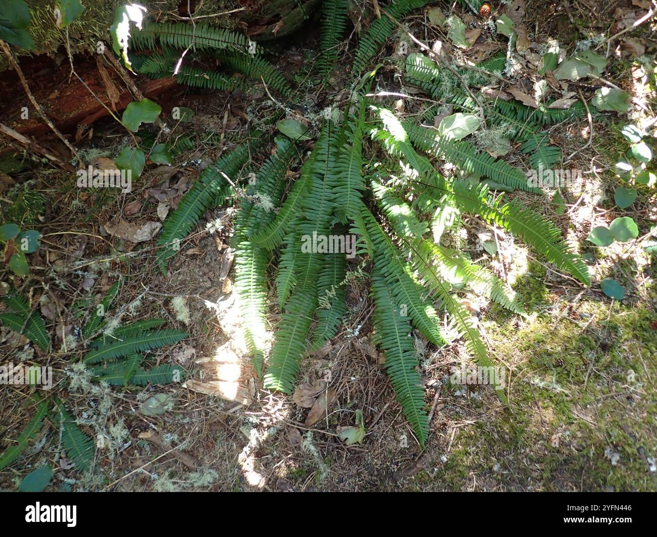 deer fern (Struthiopteris spicant Stock Photo - Alamy