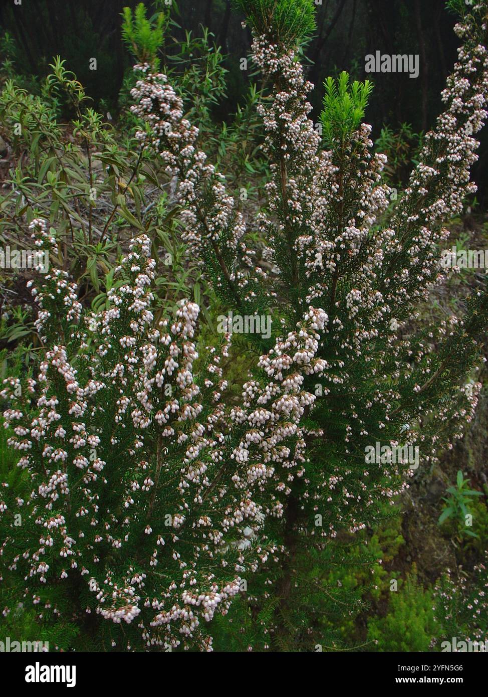 Canary tree heath (Erica canariensis Stock Photo - Alamy
