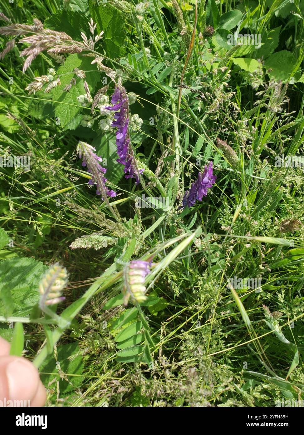 Hairy Vetch Vicia Villosa Stock Photo Alamy hairy-vetch-vicia-villosa-stock-photo-alamy