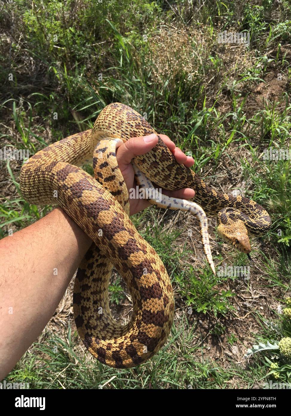 Bullsnake Bullsnake (Pituophis catenifer sayi Stock Photo - Alamy