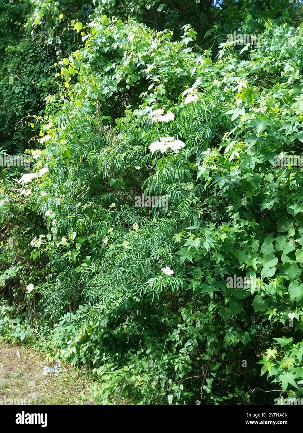 5 Semi Di Sambucus Canadensis, Sambuco Del Canada, Sambuco Bianco - Foto 7