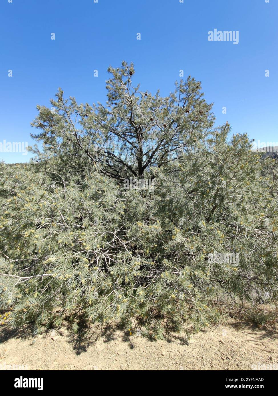Singleleaf Pinyon Pinus Monophylla Stock Photo Alamy