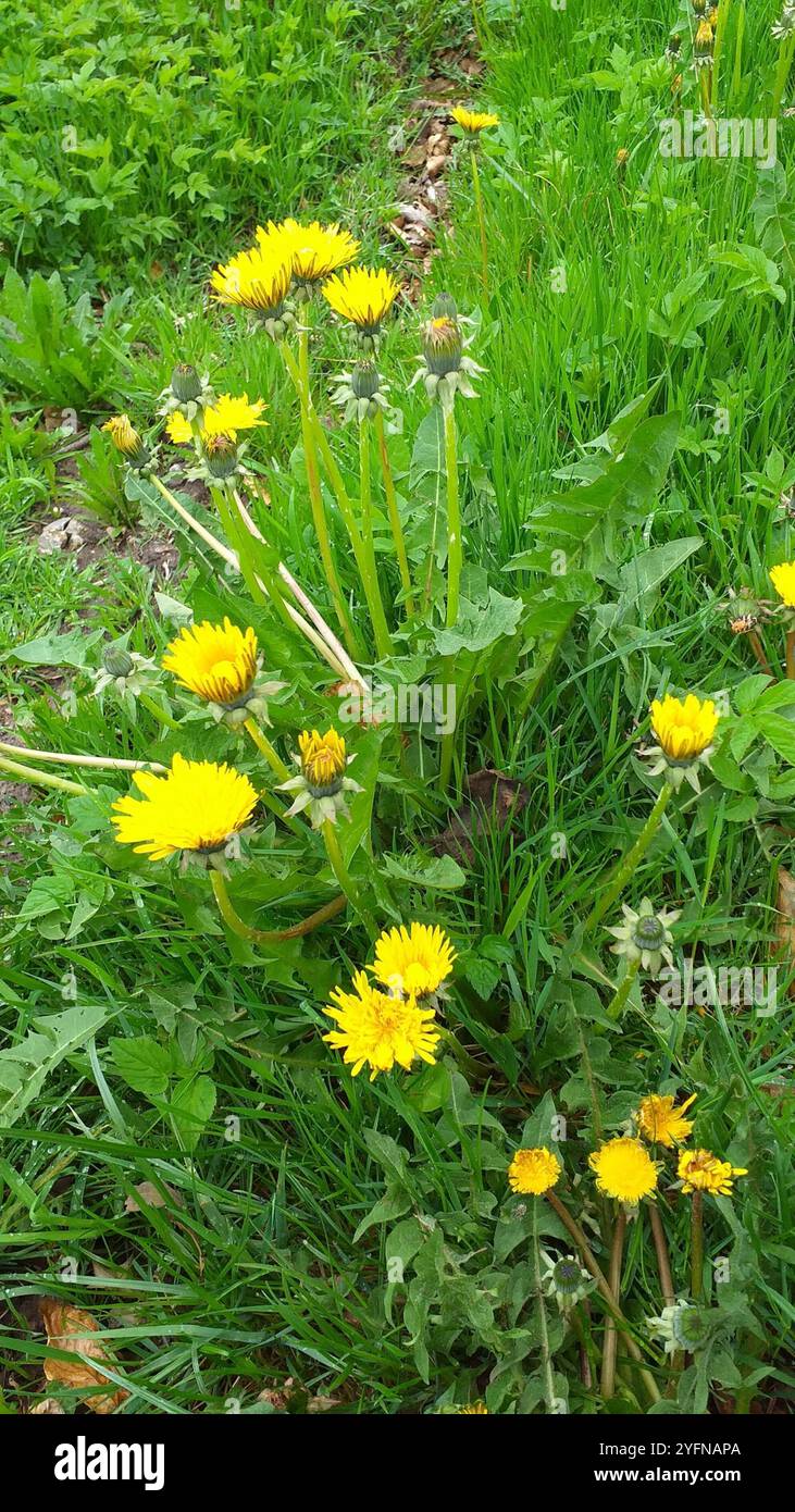 dandelions, hawksbeards, and rattlesnake roots (Crepidinae Stock Photo ...