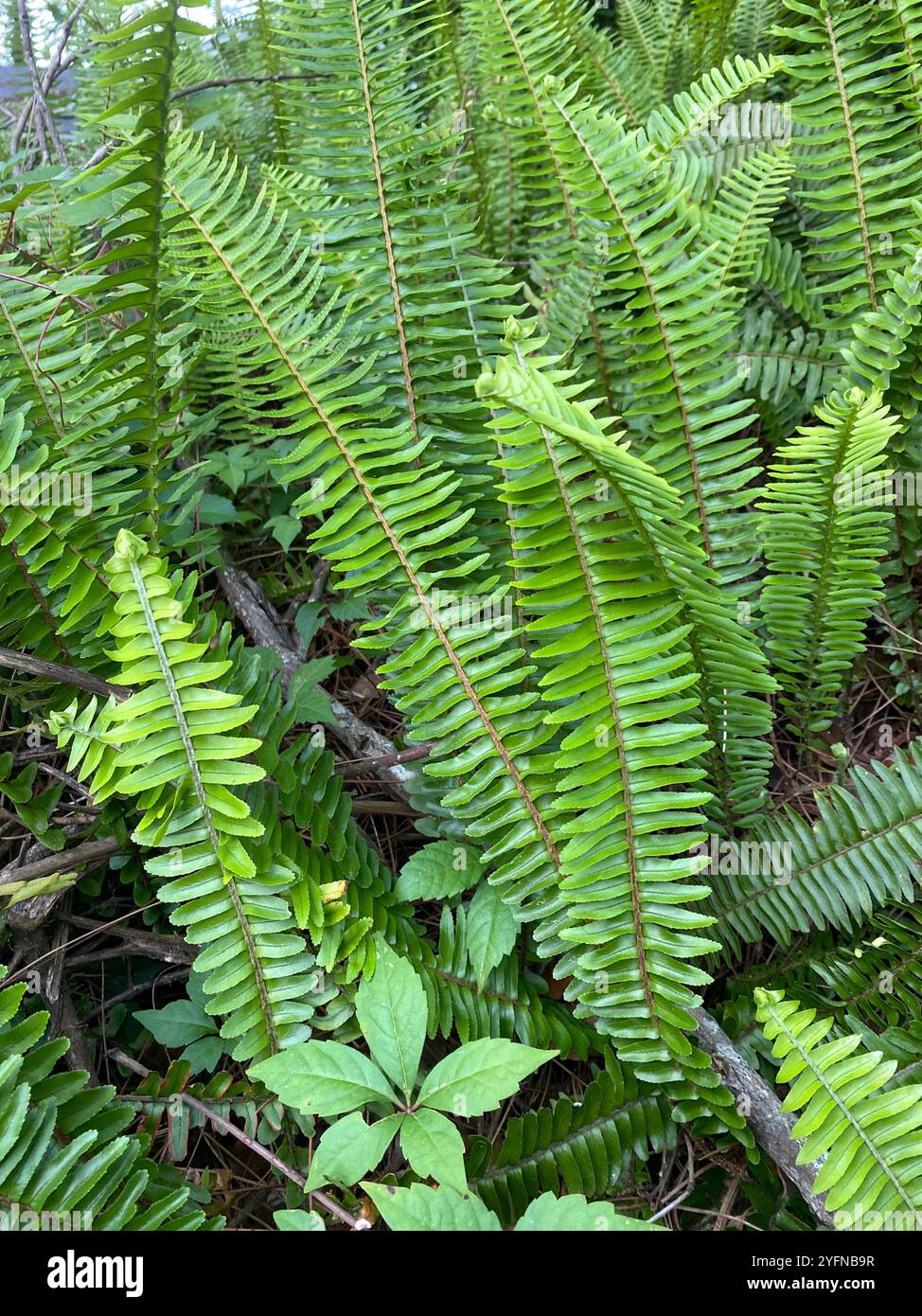 Fishbone Fern (Nephrolepis cordifolia Stock Photo - Alamy