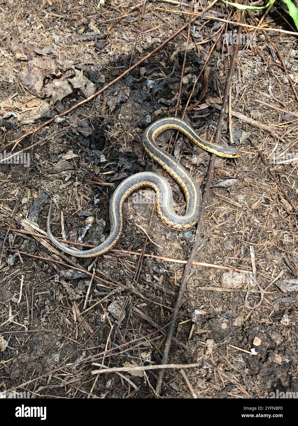 Eastern Garter Snake (Thamnophis sirtalis sirtalis Stock Photo - Alamy