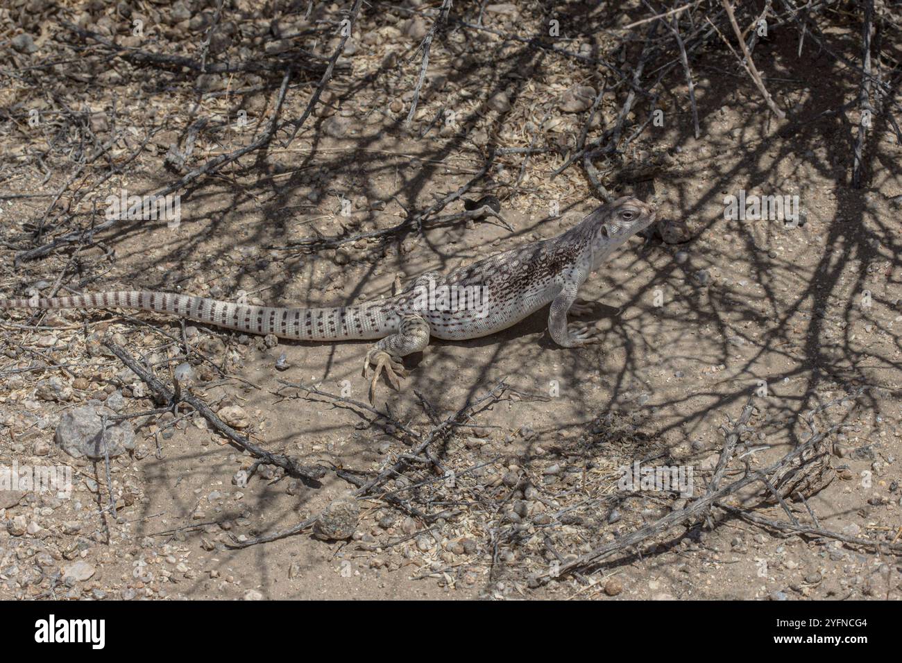 Desert Iguana (Dipsosaurus dorsalis Stock Photo - Alamy