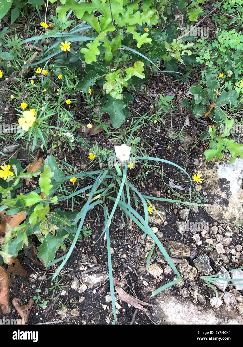 Drummond's rain lily (Zephyranthes drummondii Stock Photo - Alamy