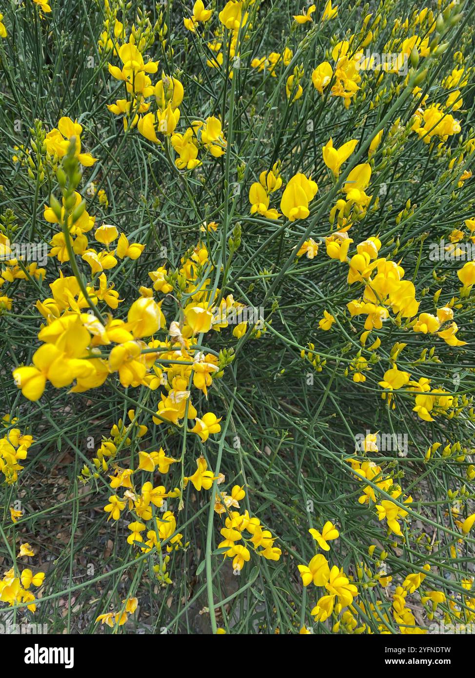 Spanish Broom Spartium Junceum Stock Photo Alamy
