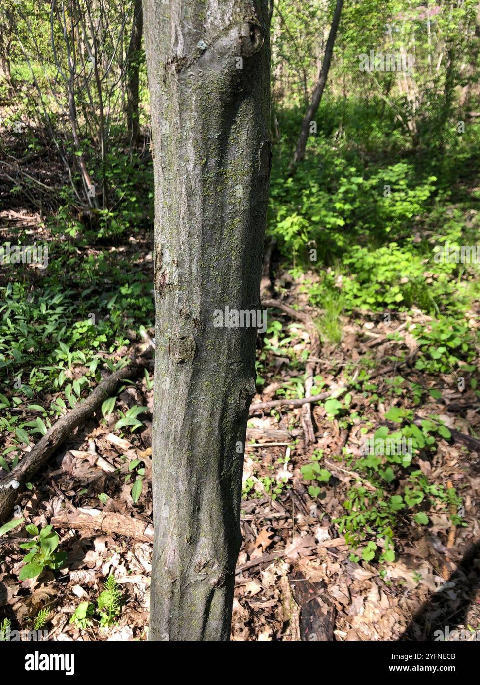 American Hornbeam Carpinus Caroliniana Stock Photo Alamy american-hornbeam-carpinus-caroliniana-stock-photo-alamy