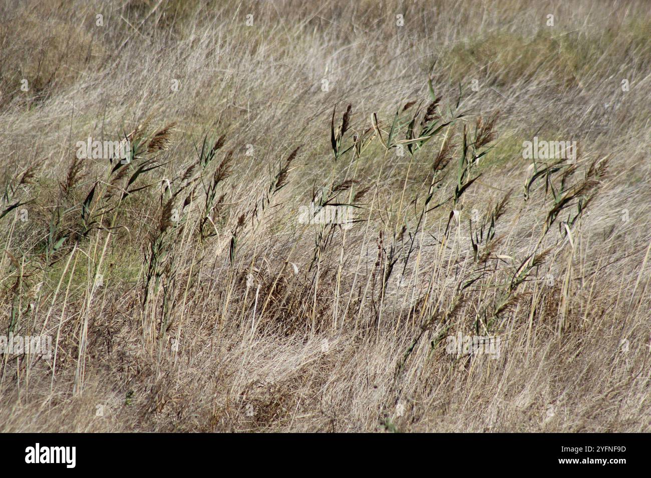 Types Of Reeds common reed (Phragmites australis Stock Photo - Alamy