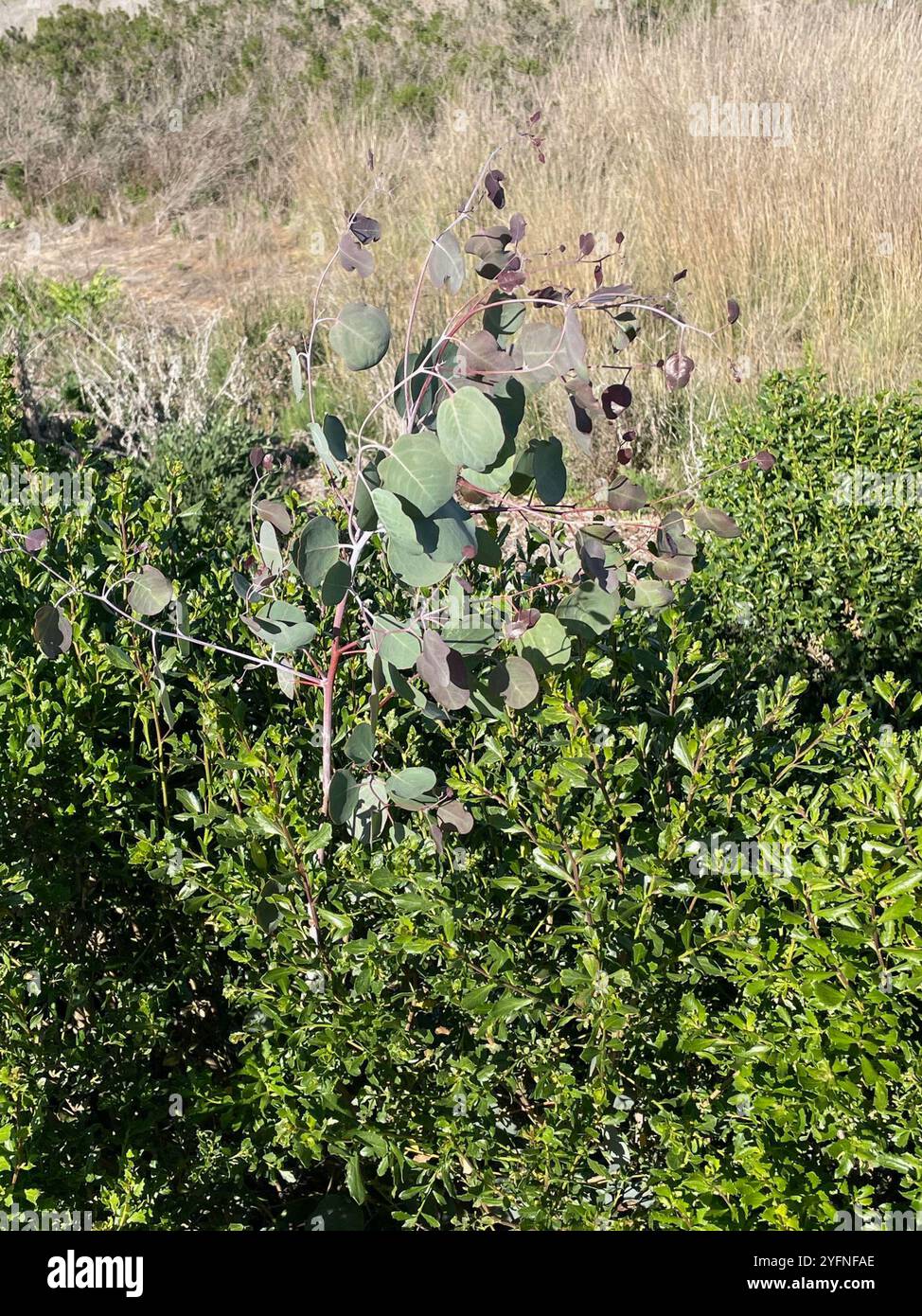 Silver Dollar Gum (Eucalyptus polyanthemos Stock Photo - Alamy