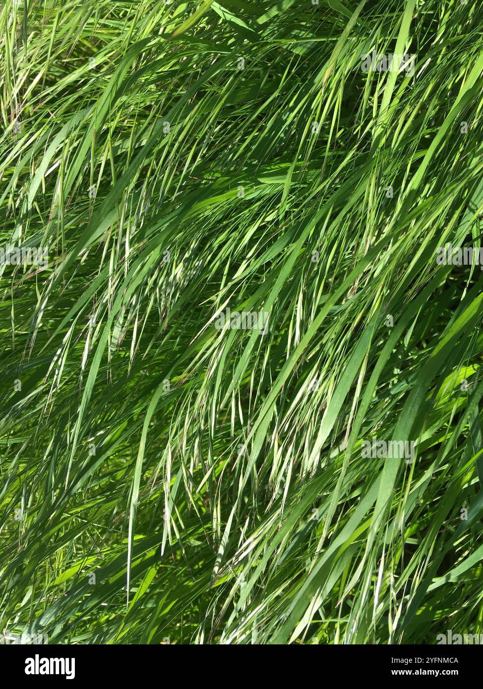 Smooth Brome (Bromus inermis Stock Photo - Alamy