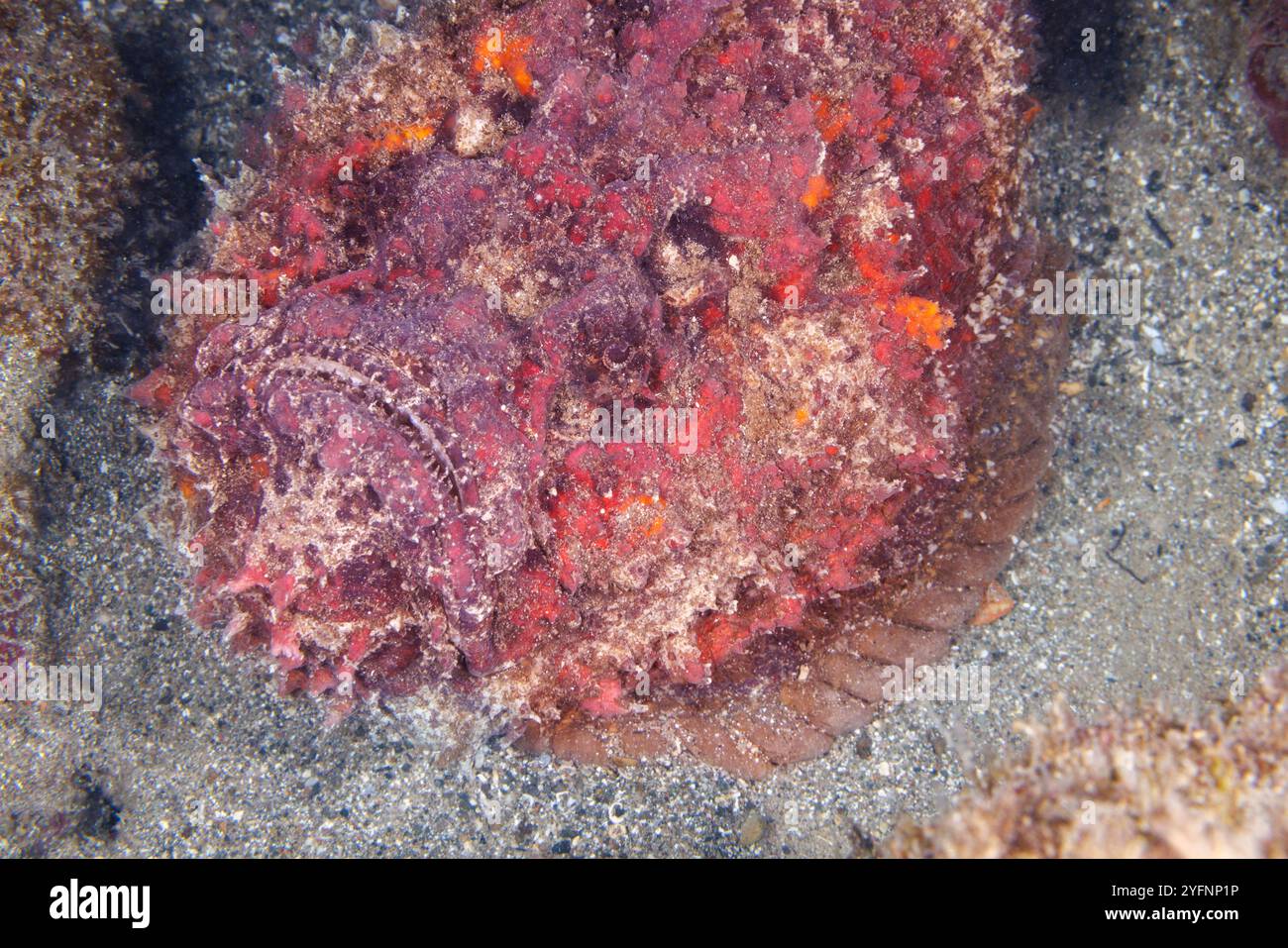 The stonefish, Synanceia verrucosa, are carnivorous ray-finned fish with poisonous spines that lives on reef bottoms, camouflaged as a rock. This spec Stock Photo