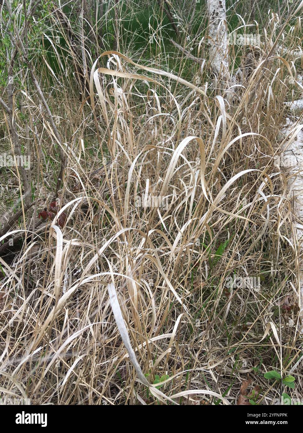 switchgrass (Panicum virgatum Stock Photo - Alamy