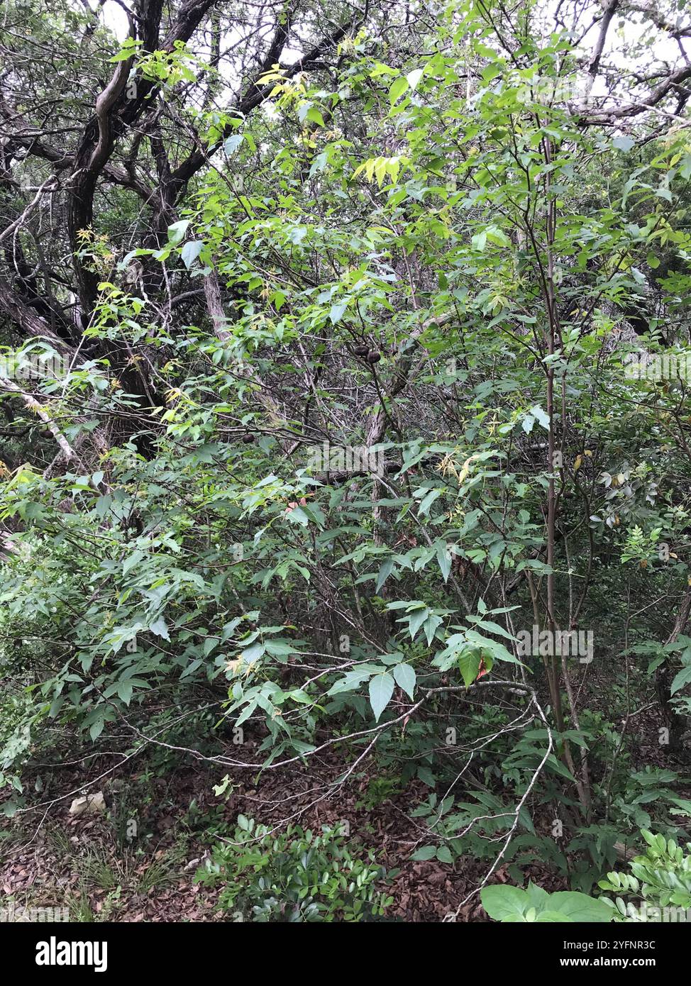 UNGNADIA SPECIOSA, MEXICAN BUCKEYE, FABULOUS NATIVE TREE/SCREENING SHRUB, 15 SDS - Foto 2