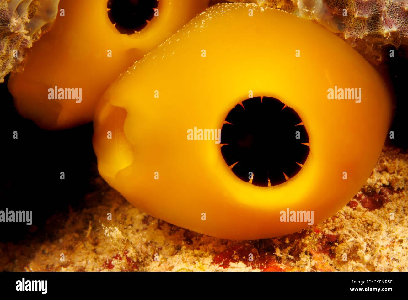 This orange ascidian, Rhopalaea sp, is also known as a tunicate or sea squirt, Guam, Federated States of Micronesia. Stock Photo