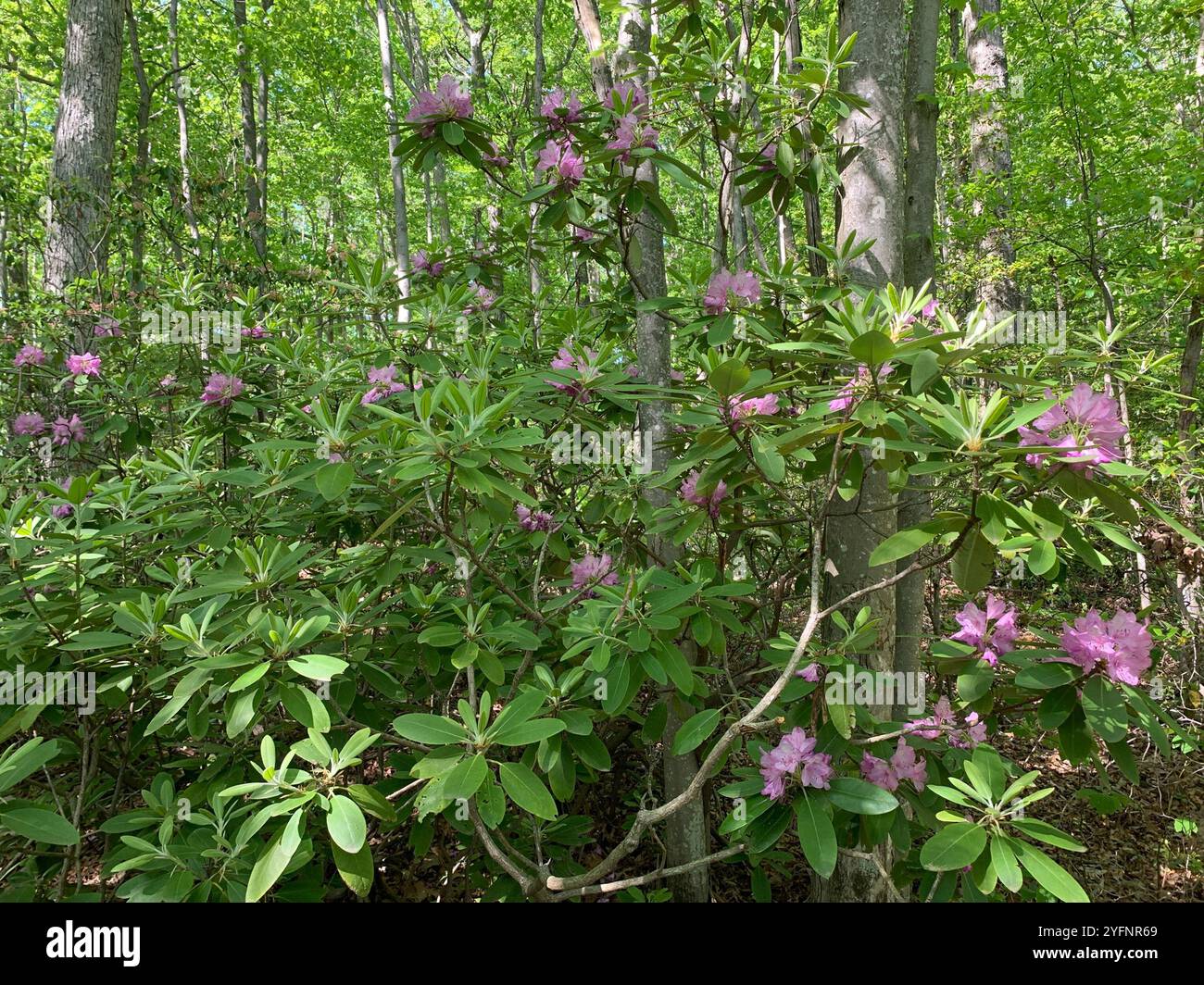Catawba Rhododendron (Rhododendron catawbiense Stock Photo - Alamy