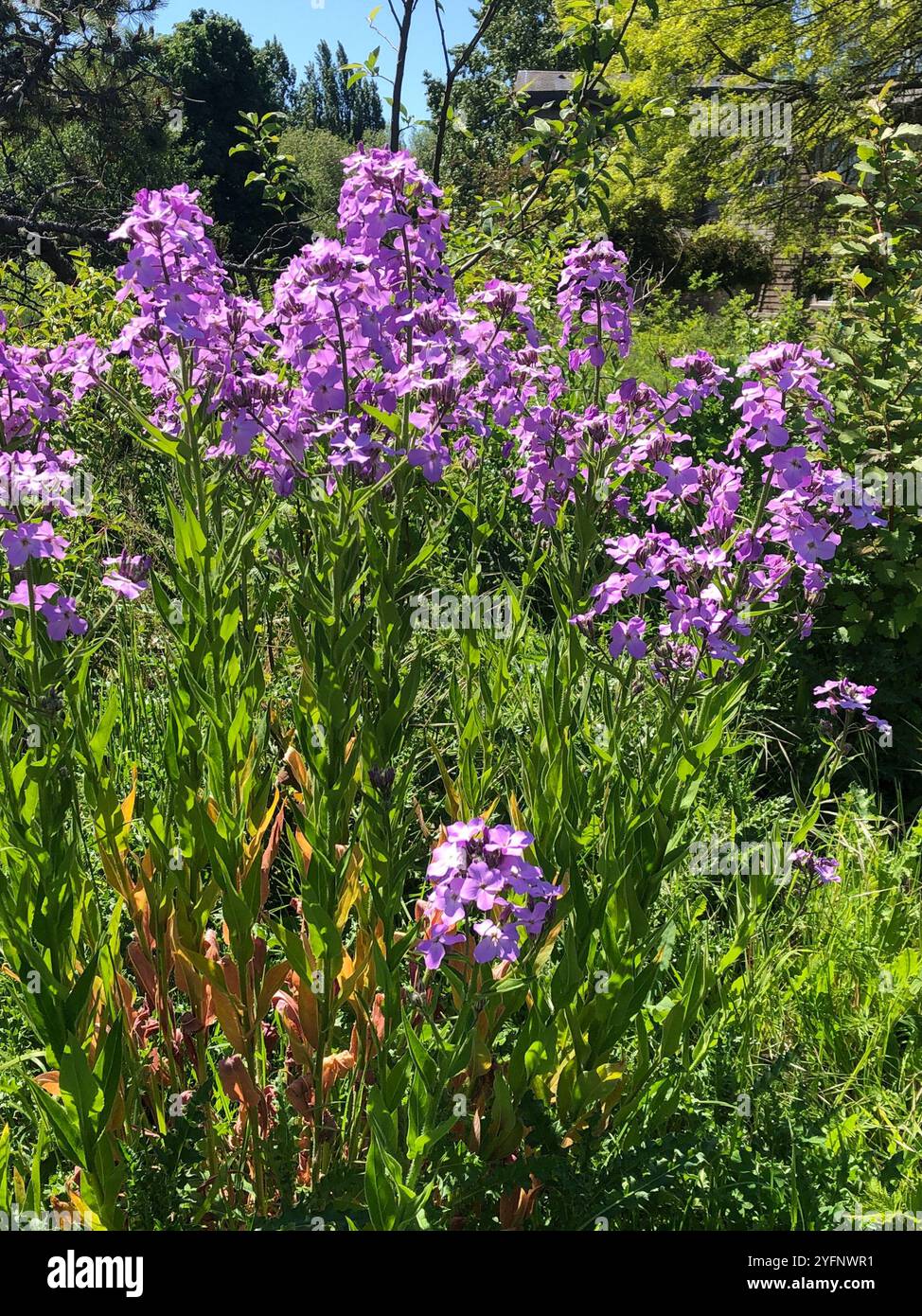 200 semi di Dame's Rocket-FL646-Hesperis Matronalis-Eccellente perenne - Italia