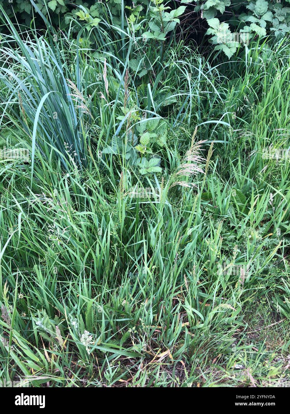 Smooth Brome (Bromus inermis Stock Photo - Alamy