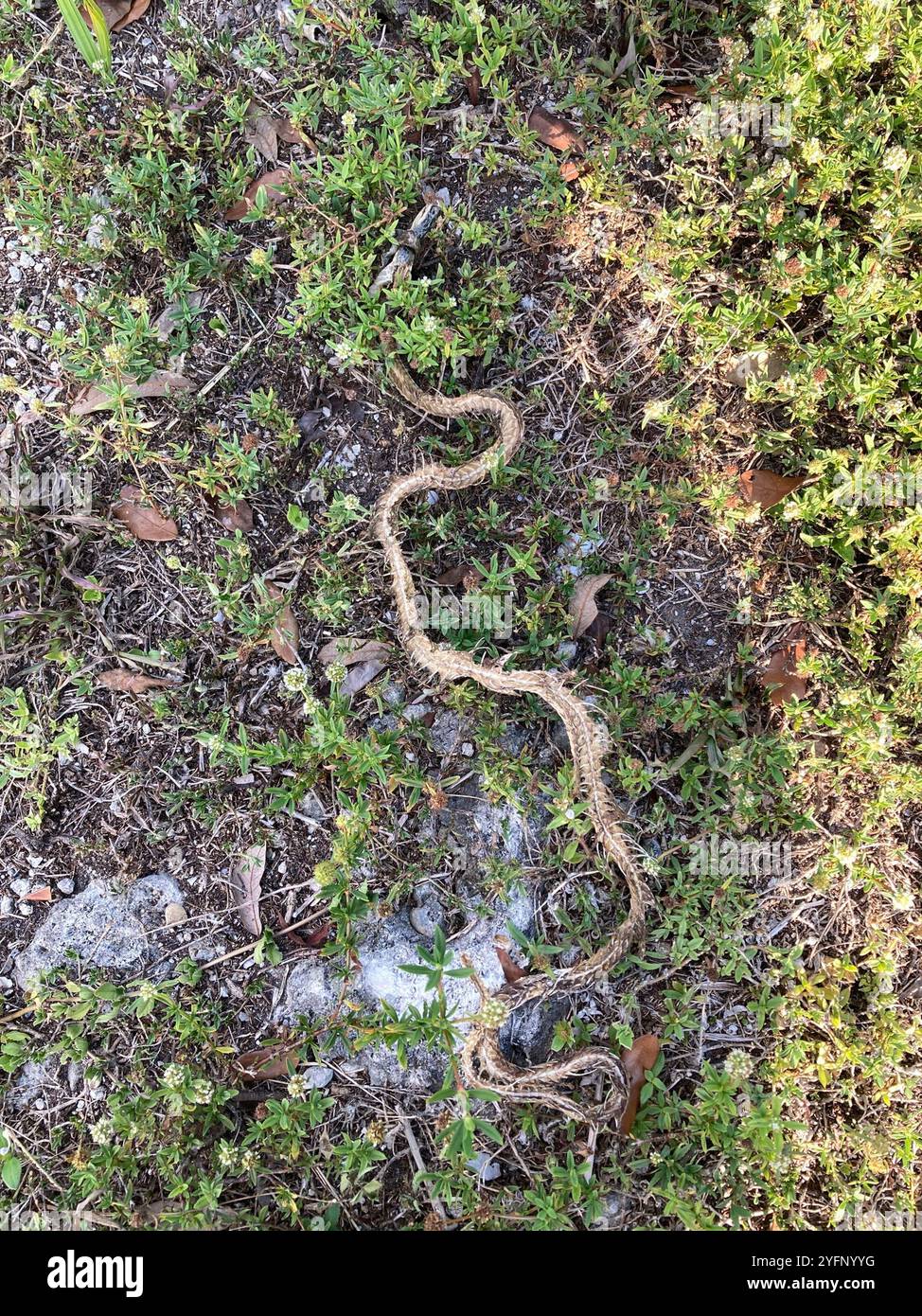 Everglades racer hi-res stock photography and images - Alamy