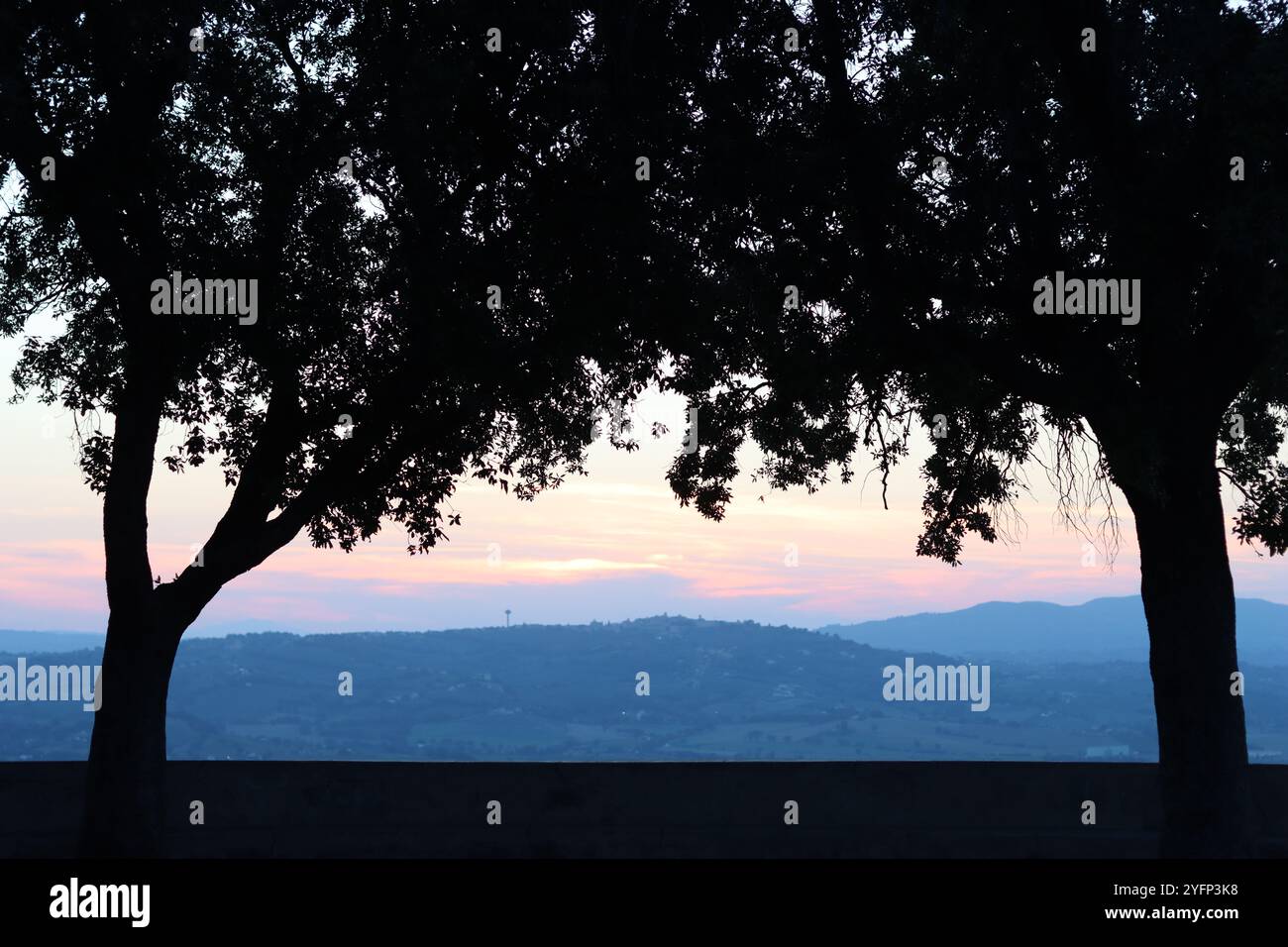 Trees in silhouette against an evening sunset sky Stock Photo