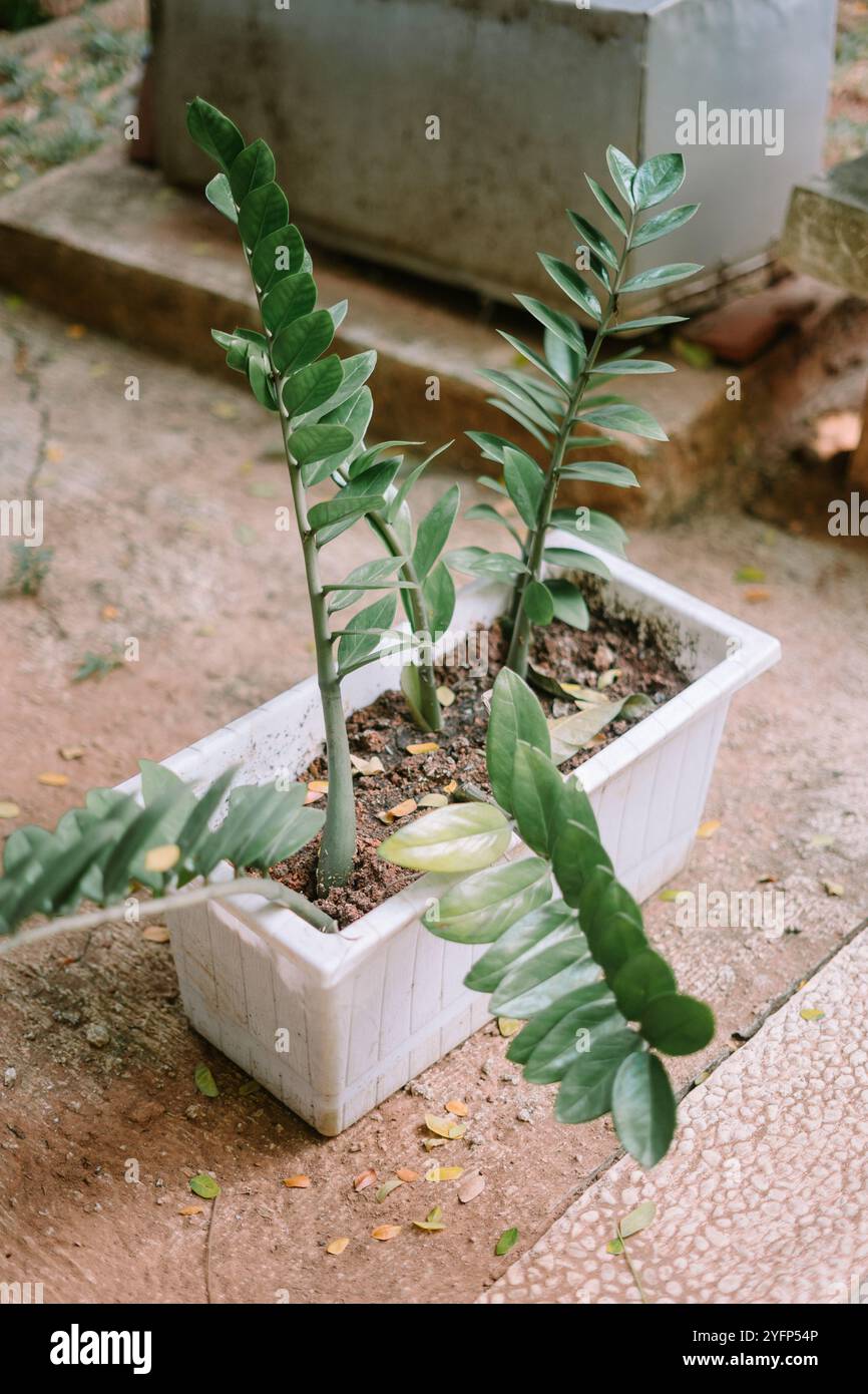 prayer plant pink Maranta Red 'Prayer Plant'  Classy Casita