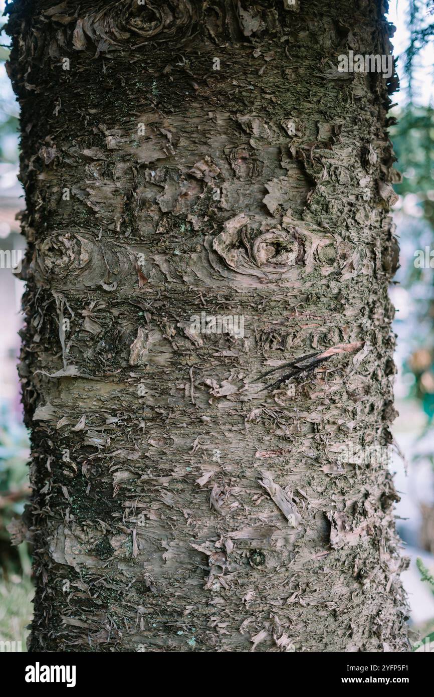 A close-up of a tree trunk displaying its textured bark and intricate patterns, set against a natural backdrop, highlighting the beauty of nature and Stock Photo