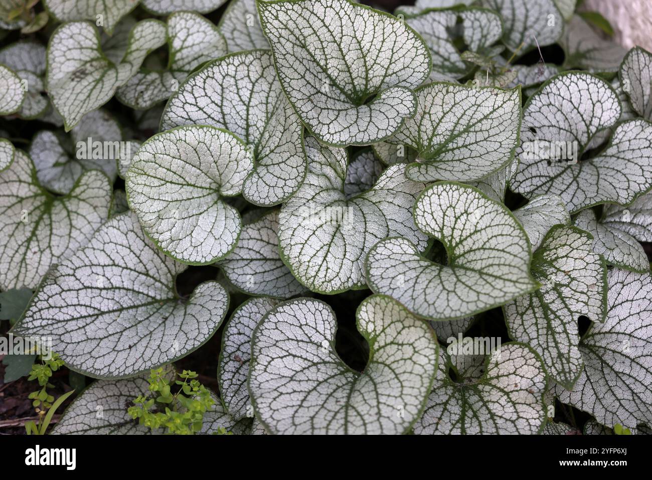 Heartleaf brunnera, Siberian bugloss, Brunnera macrophylla Jack Frost ...