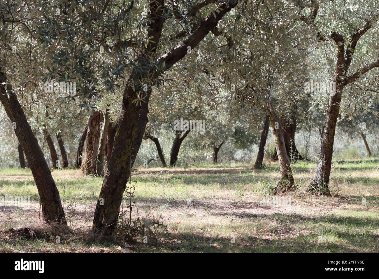 Olive tree grove in Umbria, Italy, in summer sunshine Stock Photo