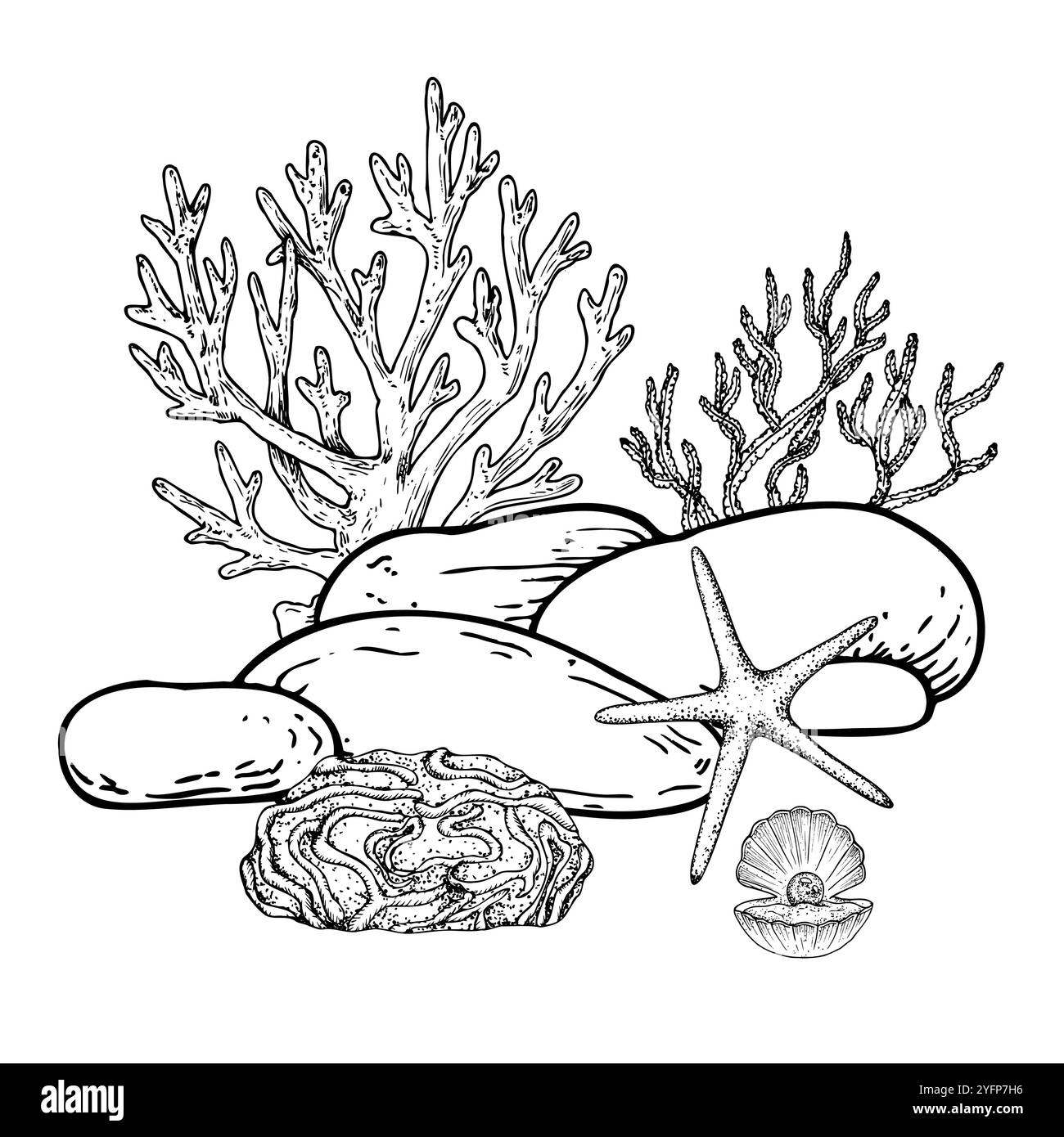Vector pebbles stone, algae coral. Hand painted line seaweed, starfish ...