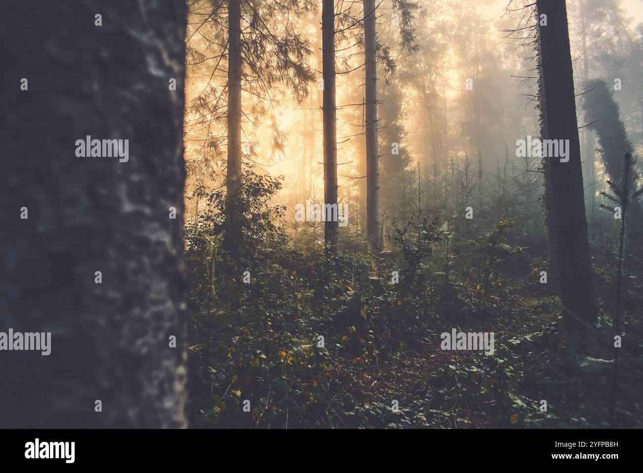 Misty pine forest golden hour hi-res stock photography and images - Alamy