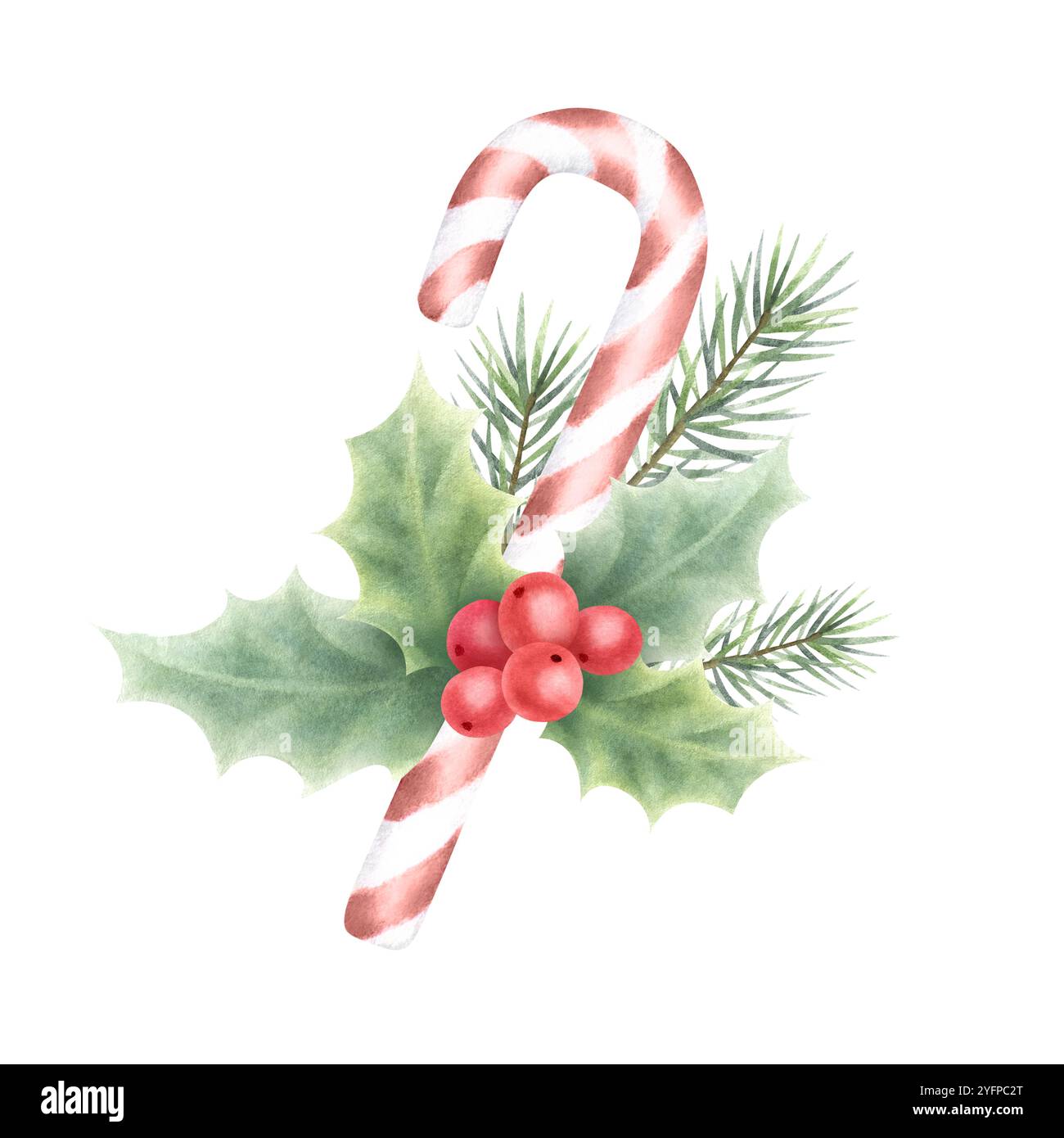 Christmas candy cane with holly plant and fir branch. Hand drawn ...
