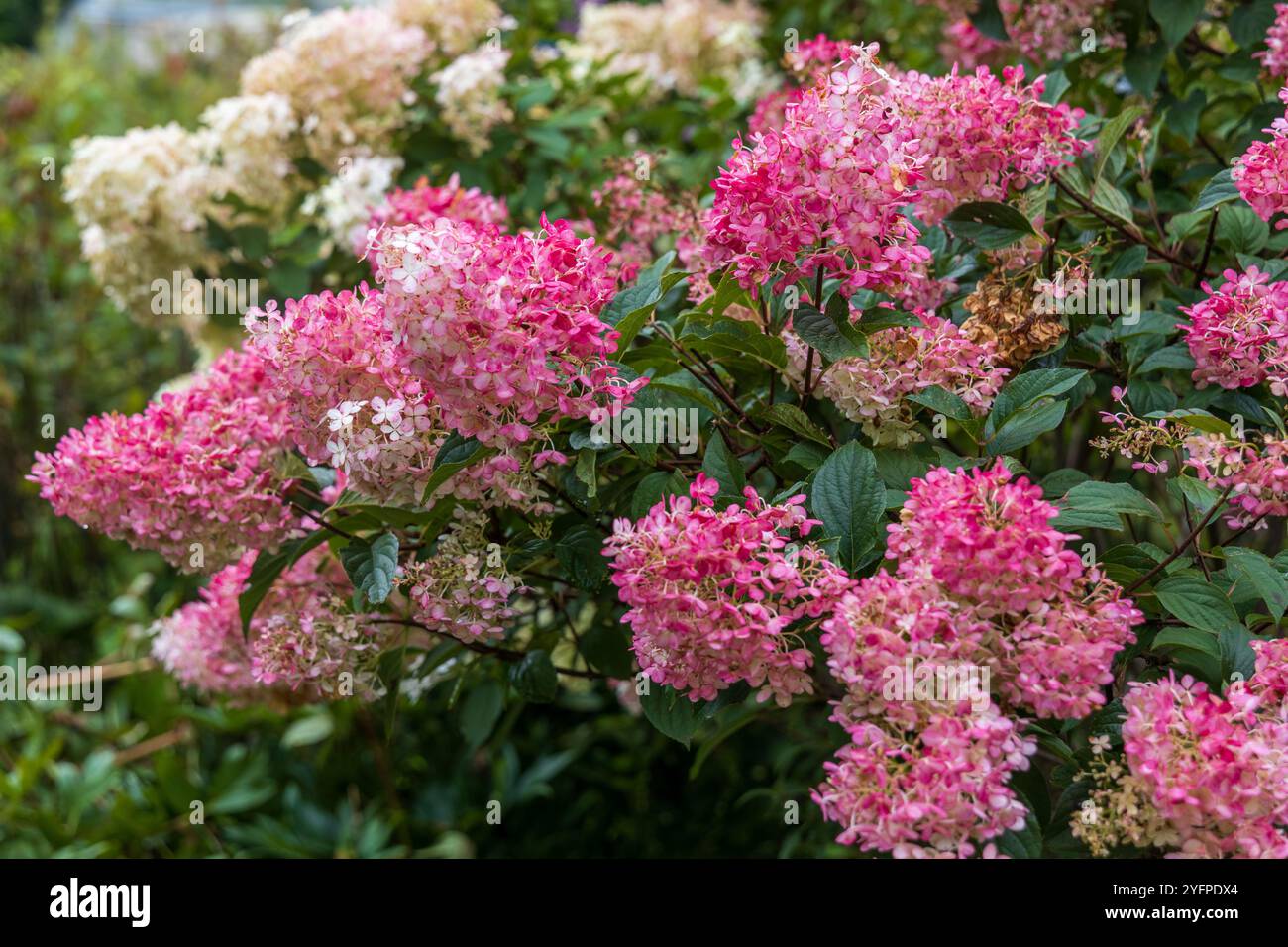 Hydrangea paniculata Vanille Fraise on a stem Stock Photo