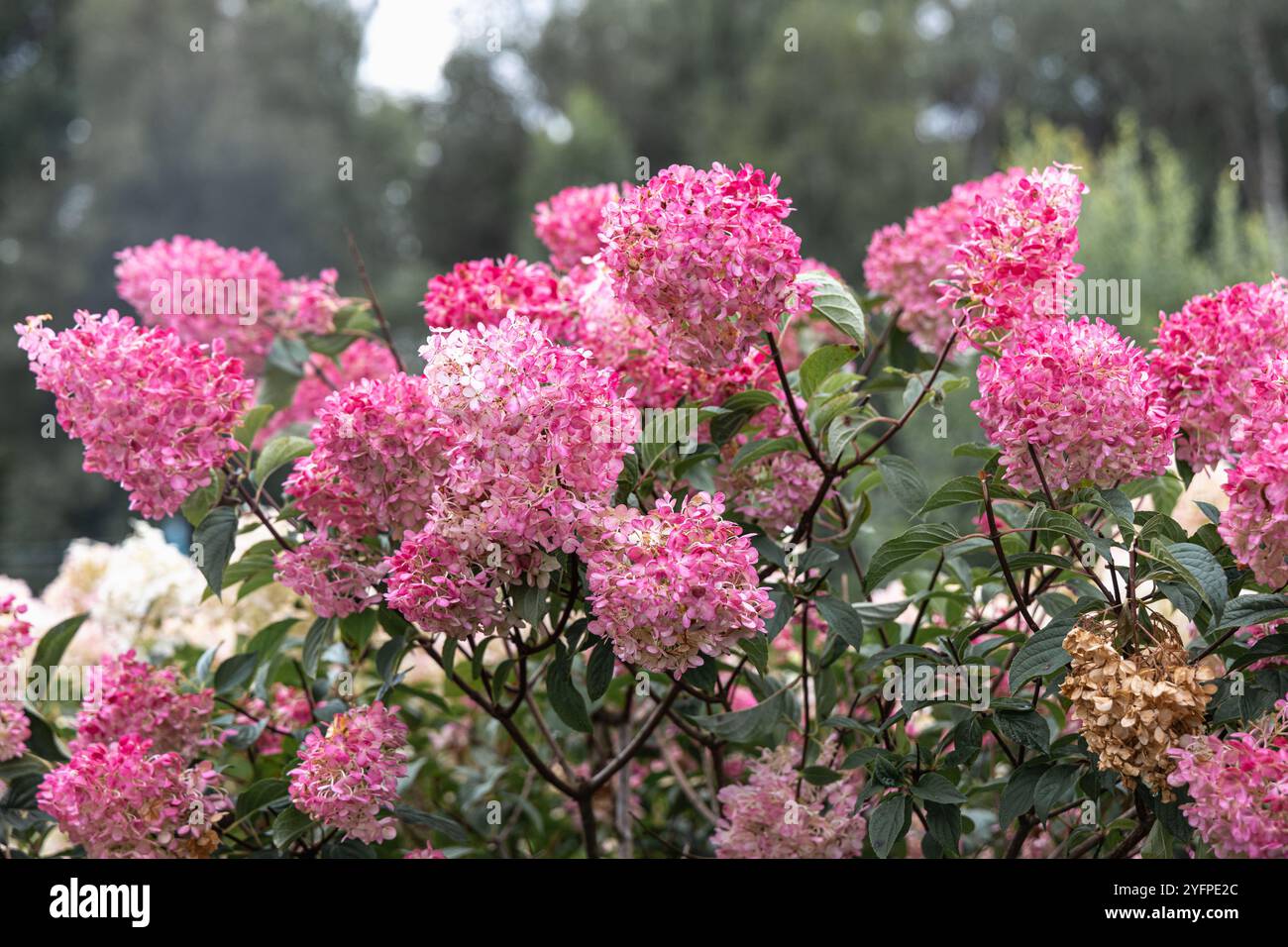 Hydrangea paniculata Vanille Fraise on a stem Stock Photo