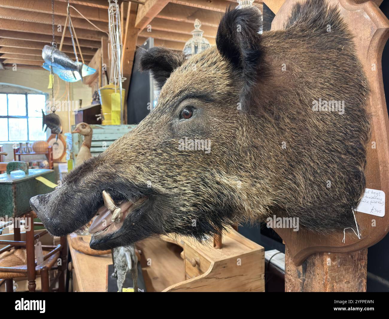 Head of wild boar pig mounted on wood panel,  UK - Smartphone Captured Stock Image