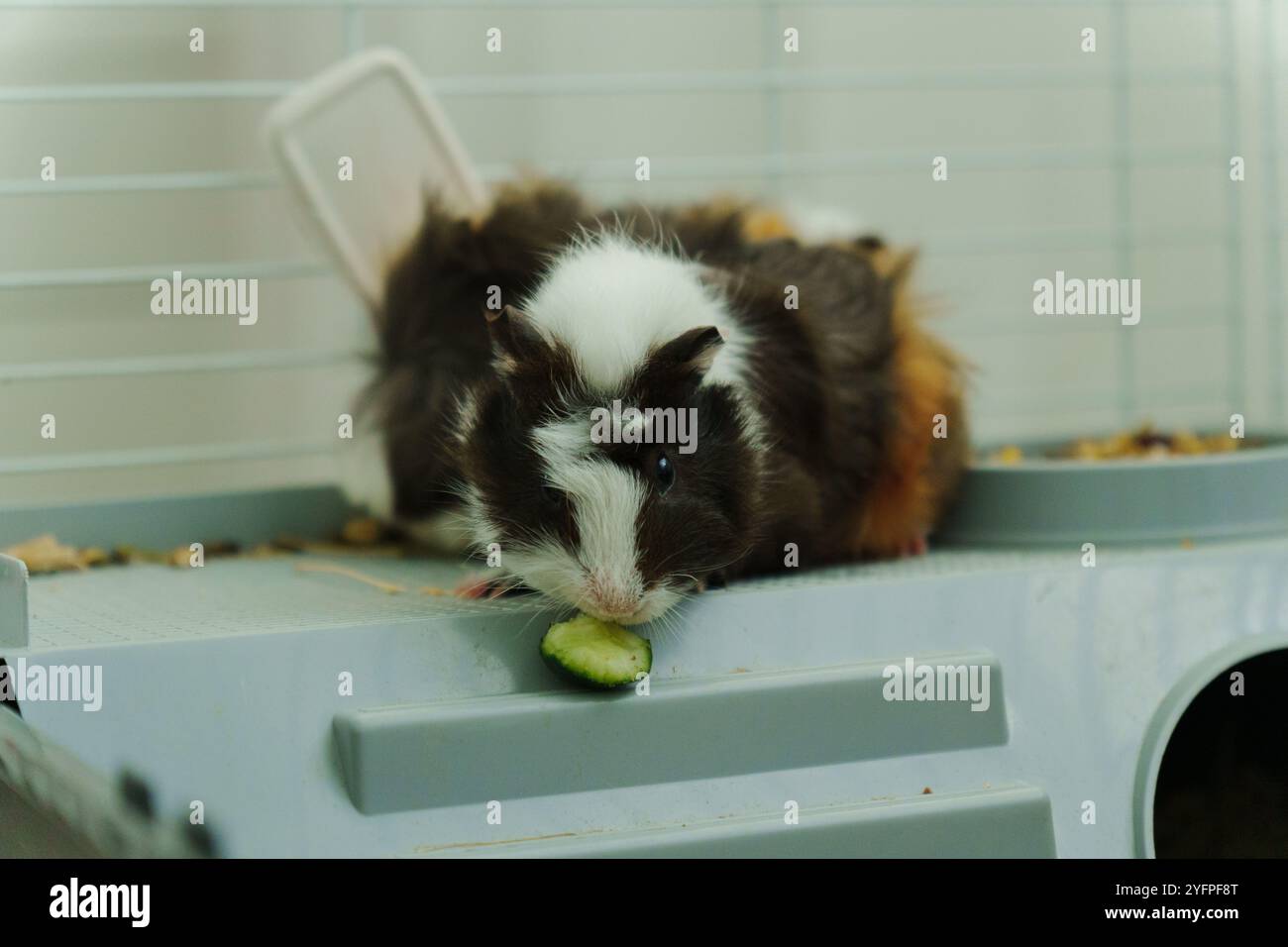 Guinea Pig Meal Ideas With Cucumber photo