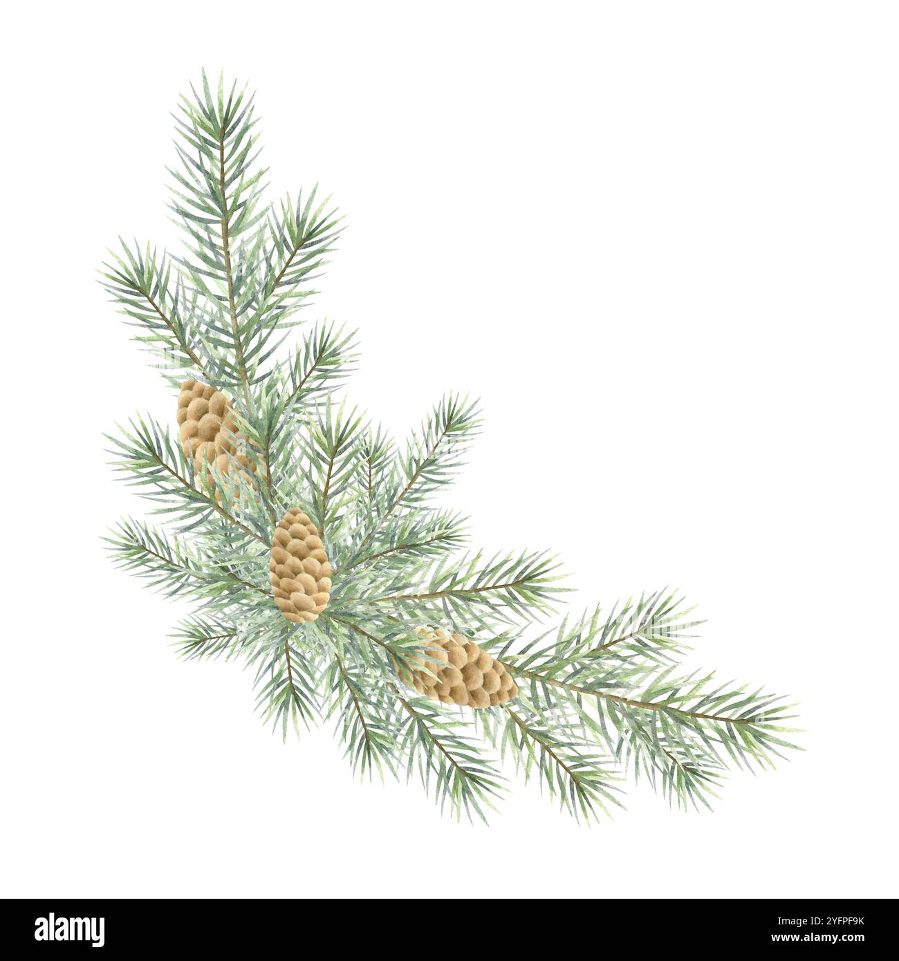 Christmas fir branch with cones watercolor isolated illustration. Hand ...