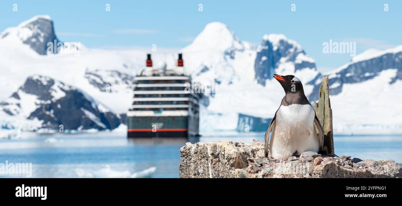 Gentoo Penguin Breeding on Nest in Antarctica. Stock Photo