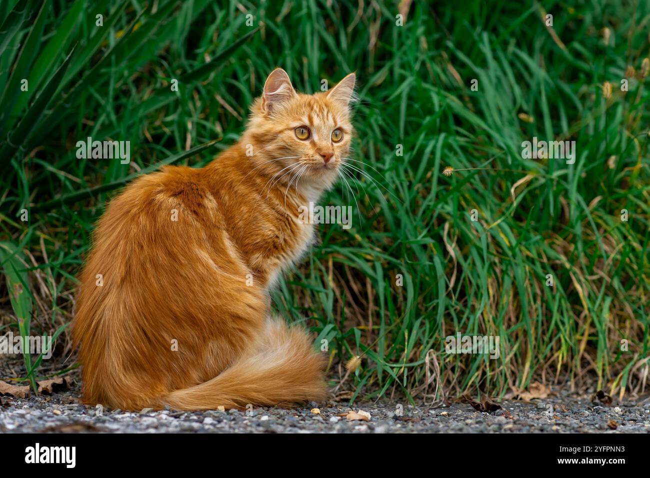 Red kitten walks along the street alone Stock Photo