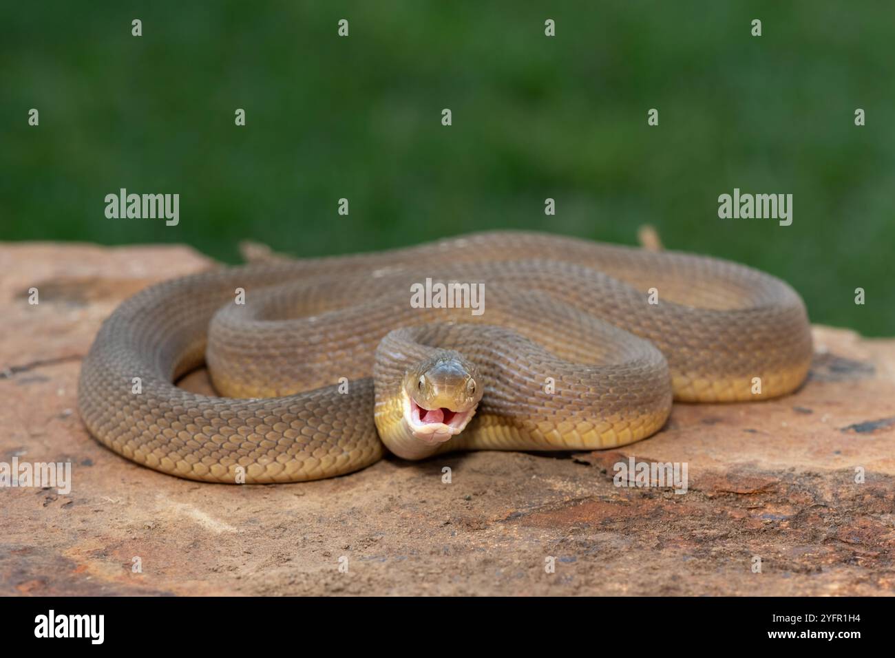 A beautiful adult Southern Brown Egg-eater (Dasypeltis inornata) in the wild Stock Photo