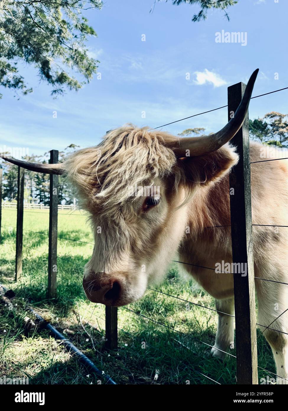 White highland cow with big horns with head through wire fence on farm - Smartphone Captured Stock Image