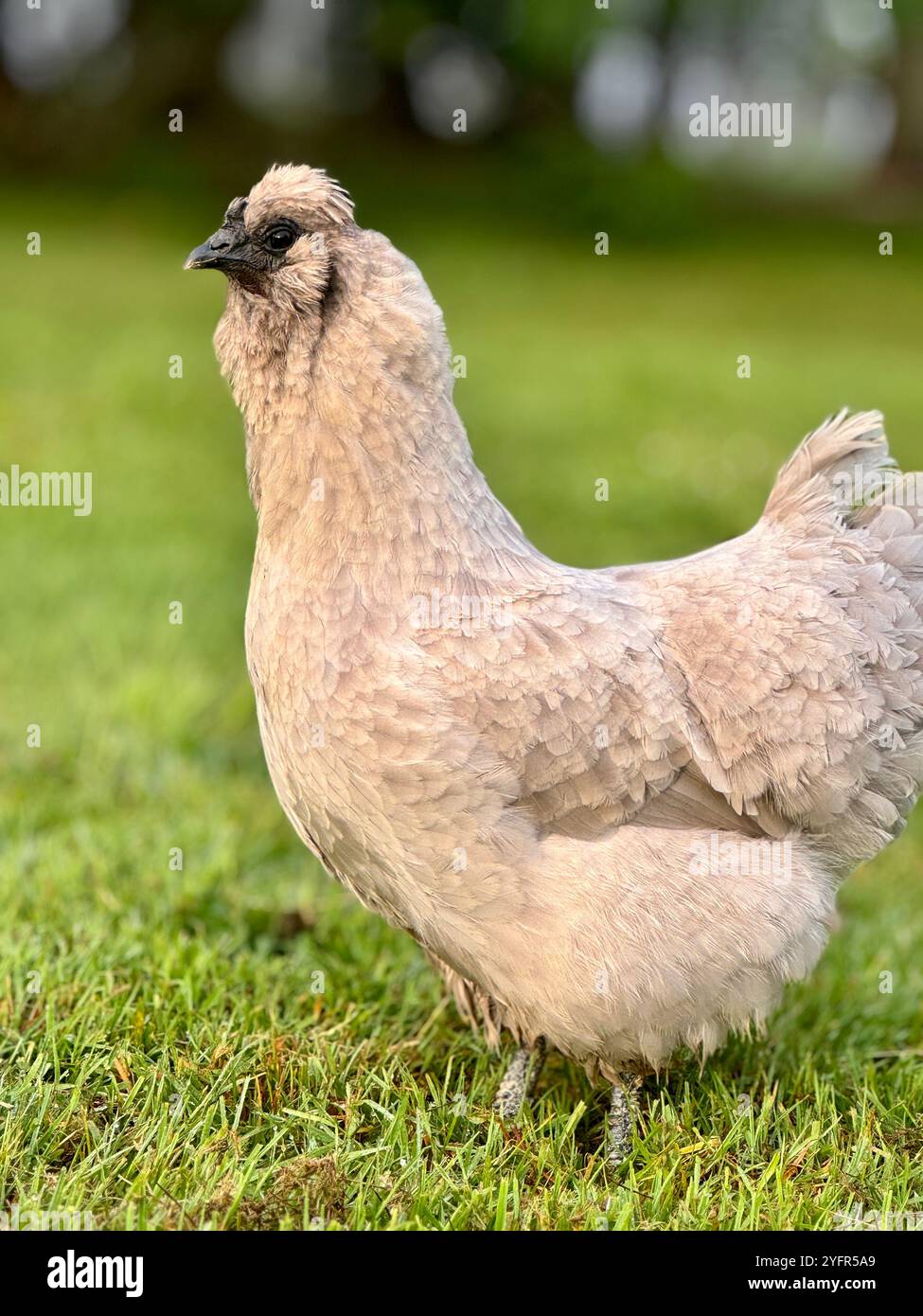 Side profile of chicken against grass background - Smartphone Captured Stock Image