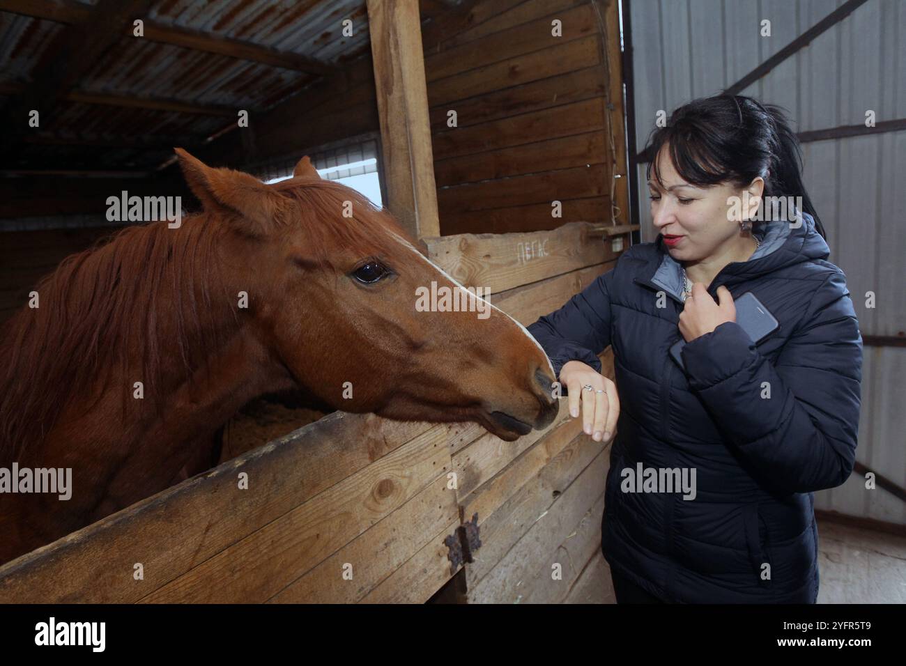 Non Exclusive: DNIPRO, UKRAINE - NOVEMBER 4, 2024 - A woman strokes a horse in the hospital for animals rescued from war or slaughter, Dnipro, eastern Stock Photo